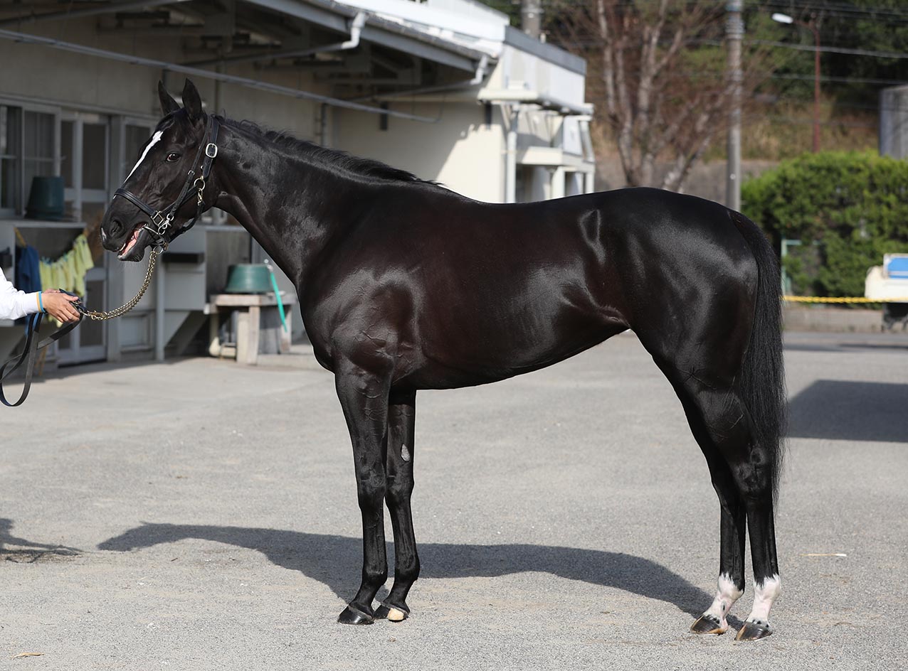 " ……盯着songline的樱花赏直前马体照片欣赏了一晚.真是个小美人.