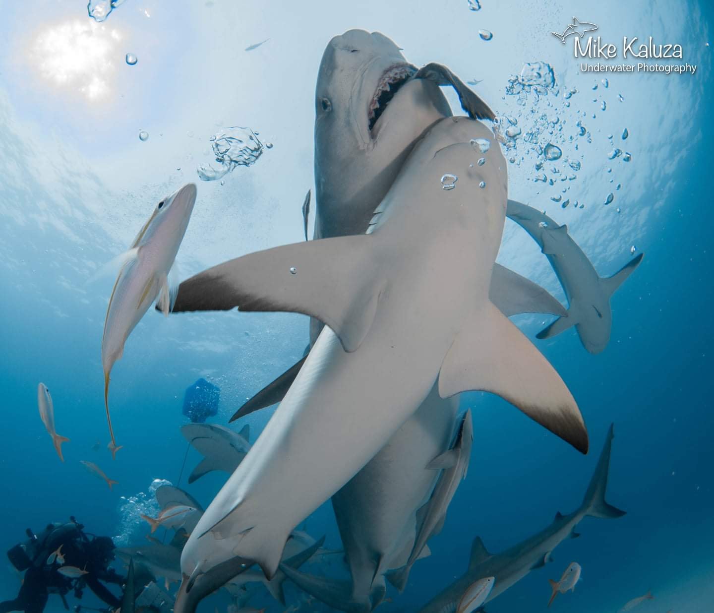 佩氏真鲨撞上居氏鼬鲨