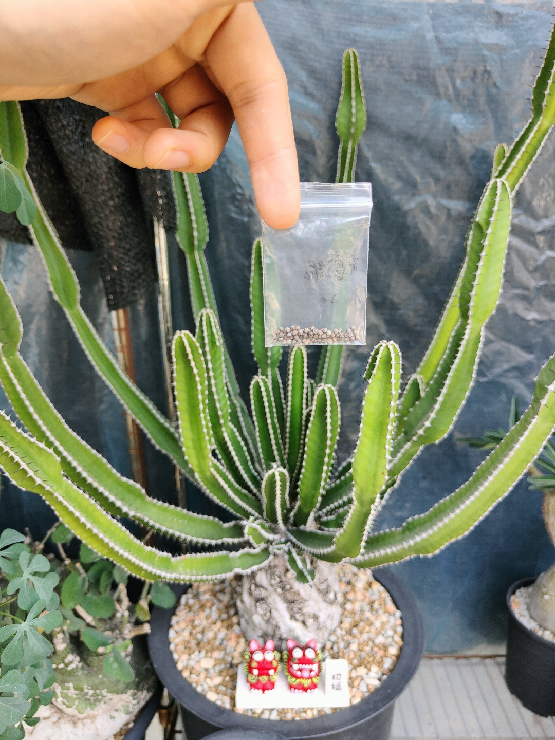 火山大戟种子[妙啊]浏览:256收藏:0支持:5上传时间:2022-05-03 11:16