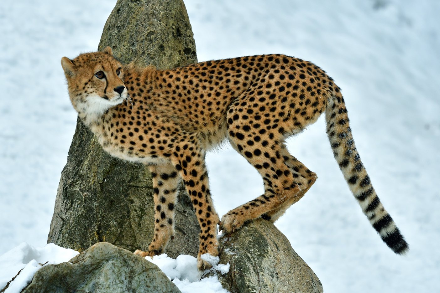 cheetah的inbox _ 哔哩哔哩相簿