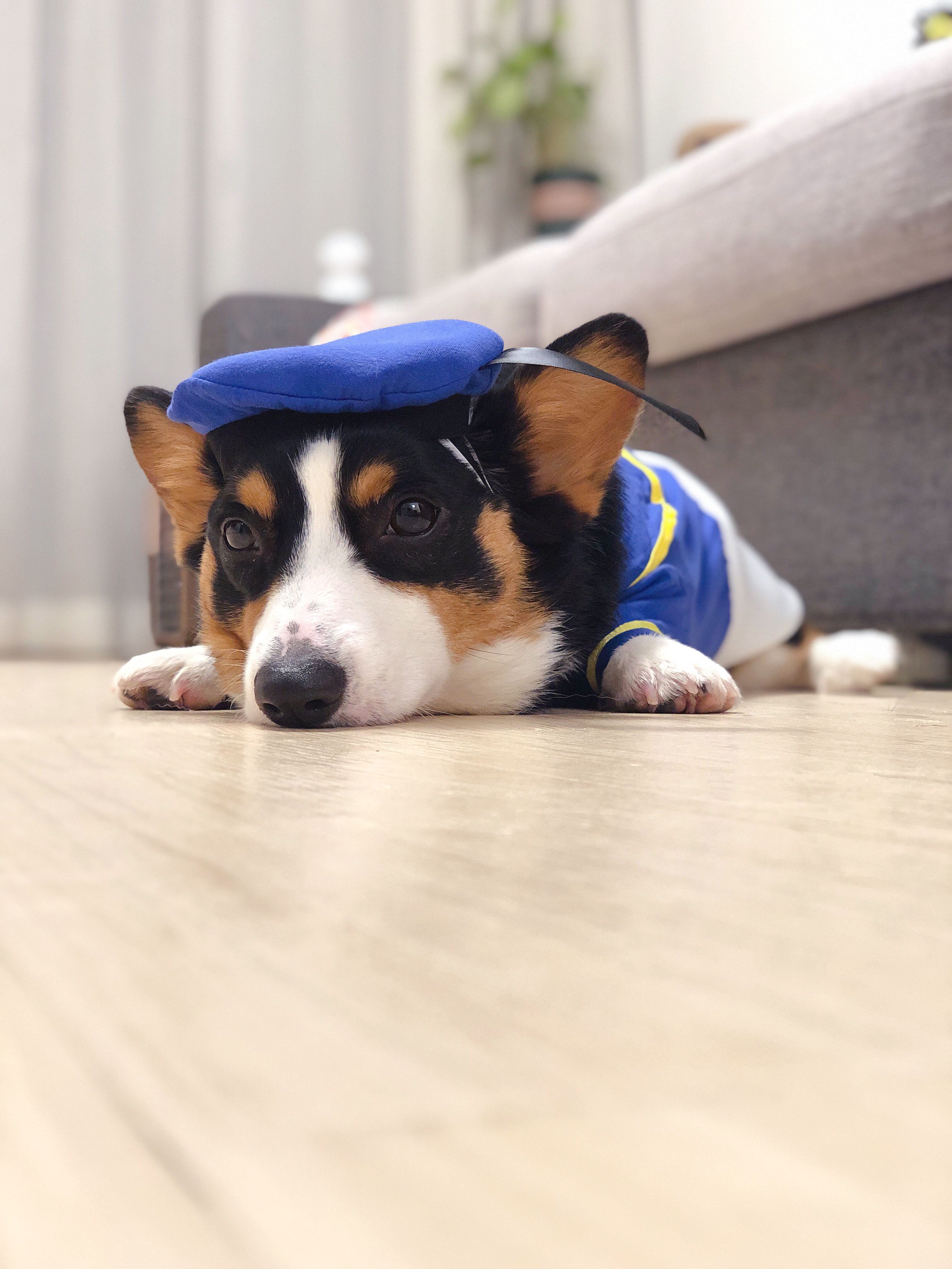 小短腿duby