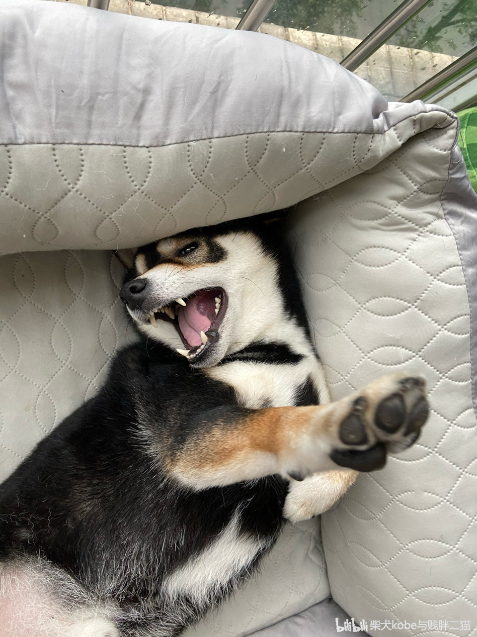 柴犬kobe与贱胖二猫 _ 哔哩哔哩相簿