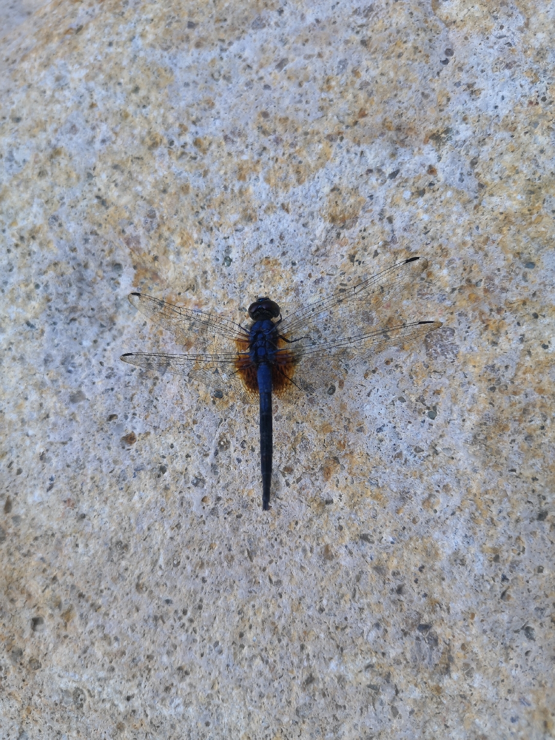 余生谨有你 实体拍摄【乐仙蜻蜓】浏览:86收藏:0支持:14上传时间