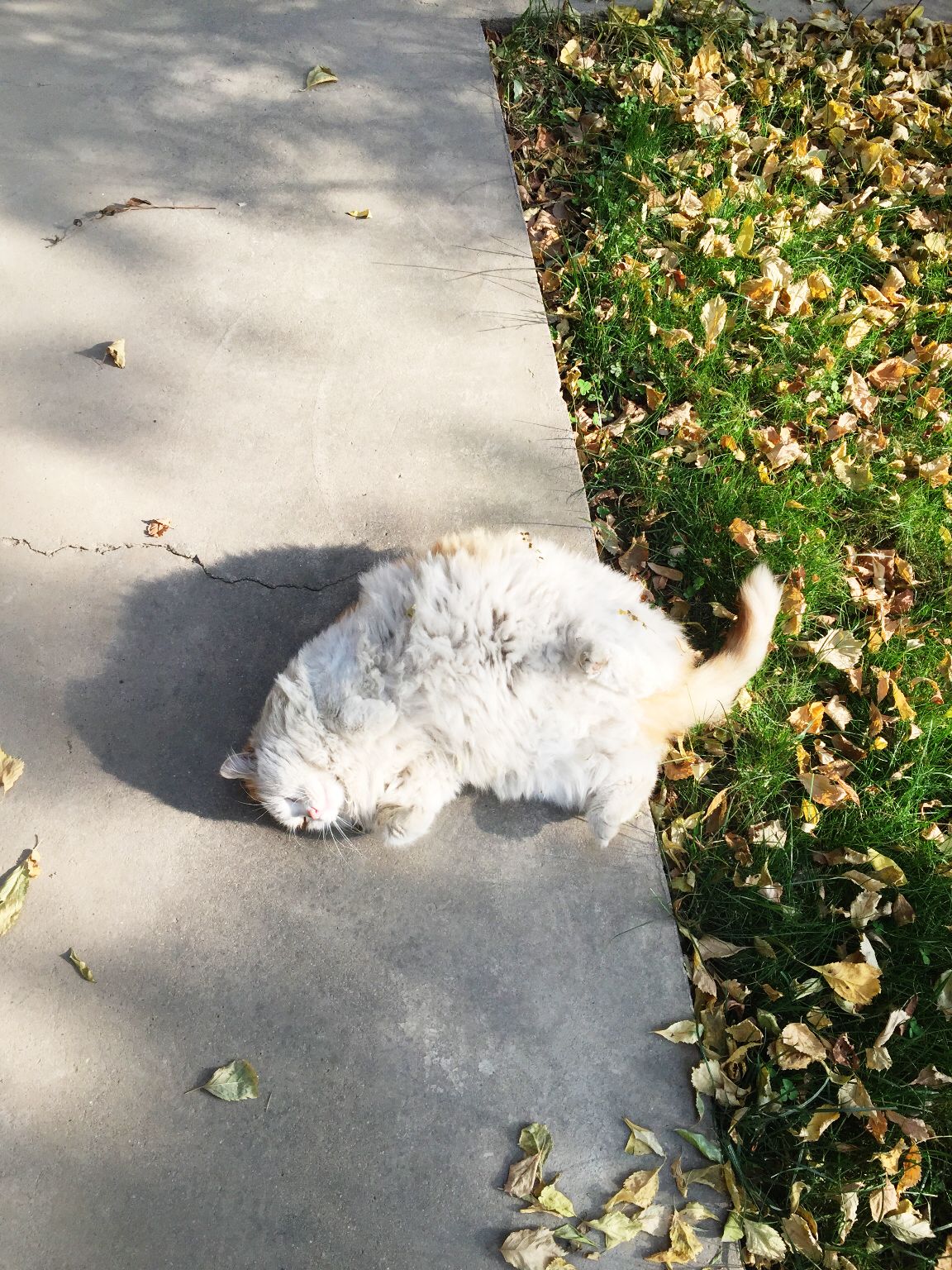 一只路过的橘猫猫