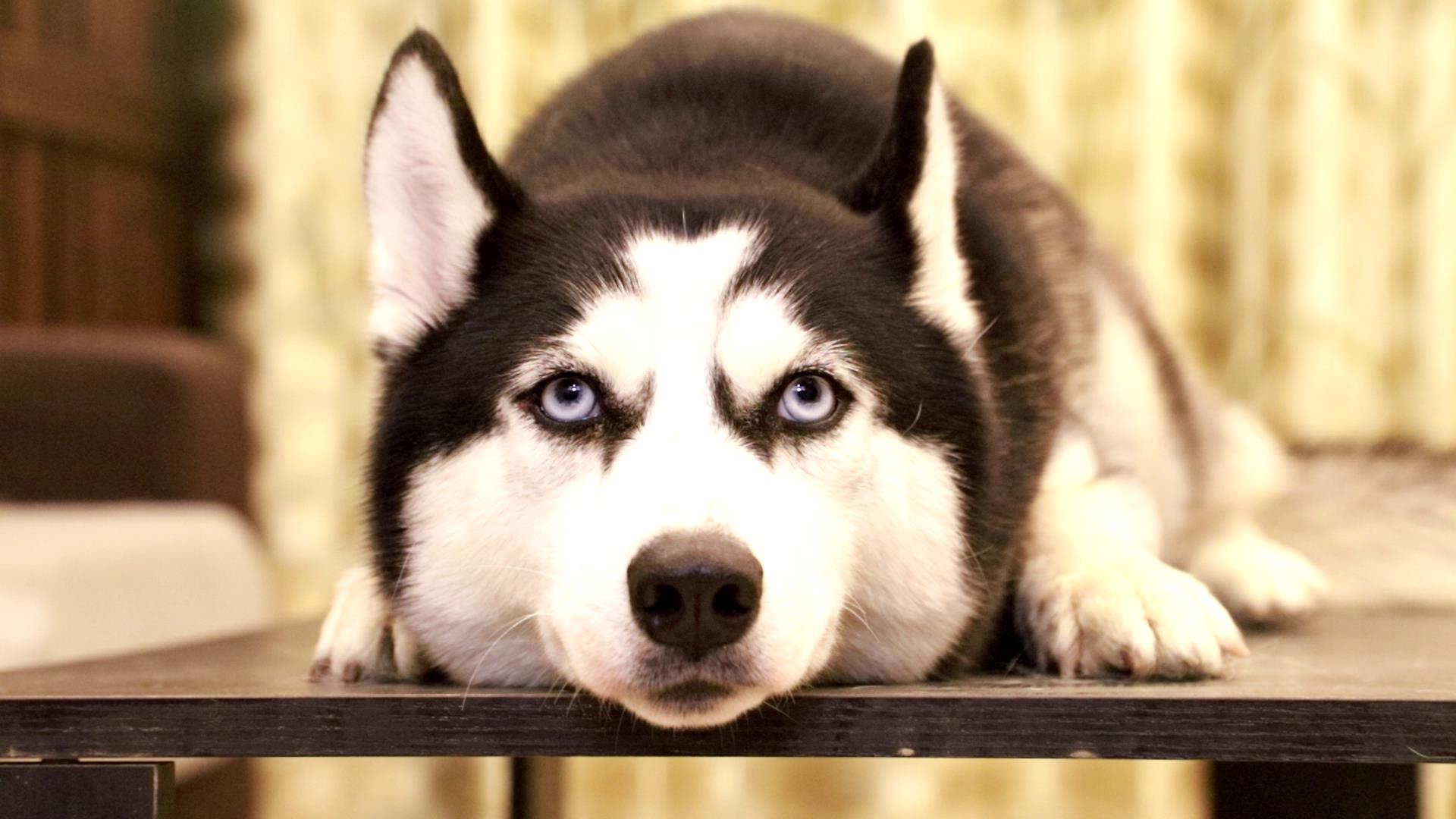 我是哈士奇大g _ 哔哩哔哩相簿