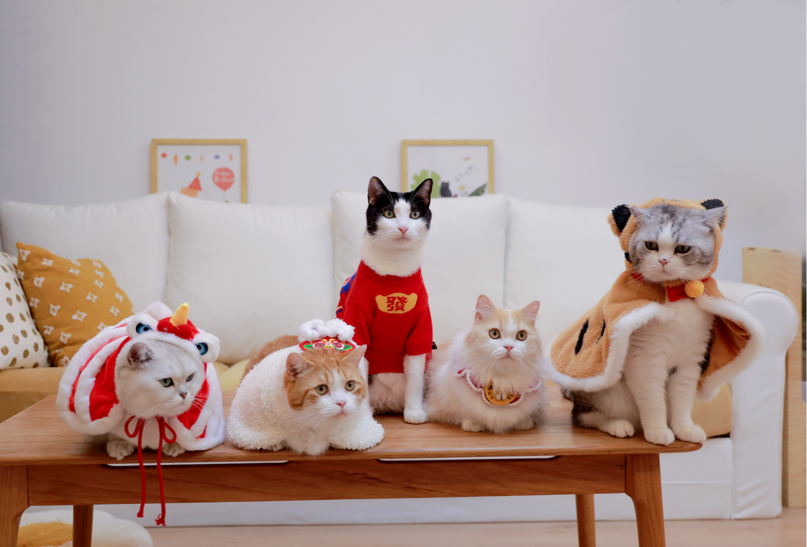 花花与三猫catlive