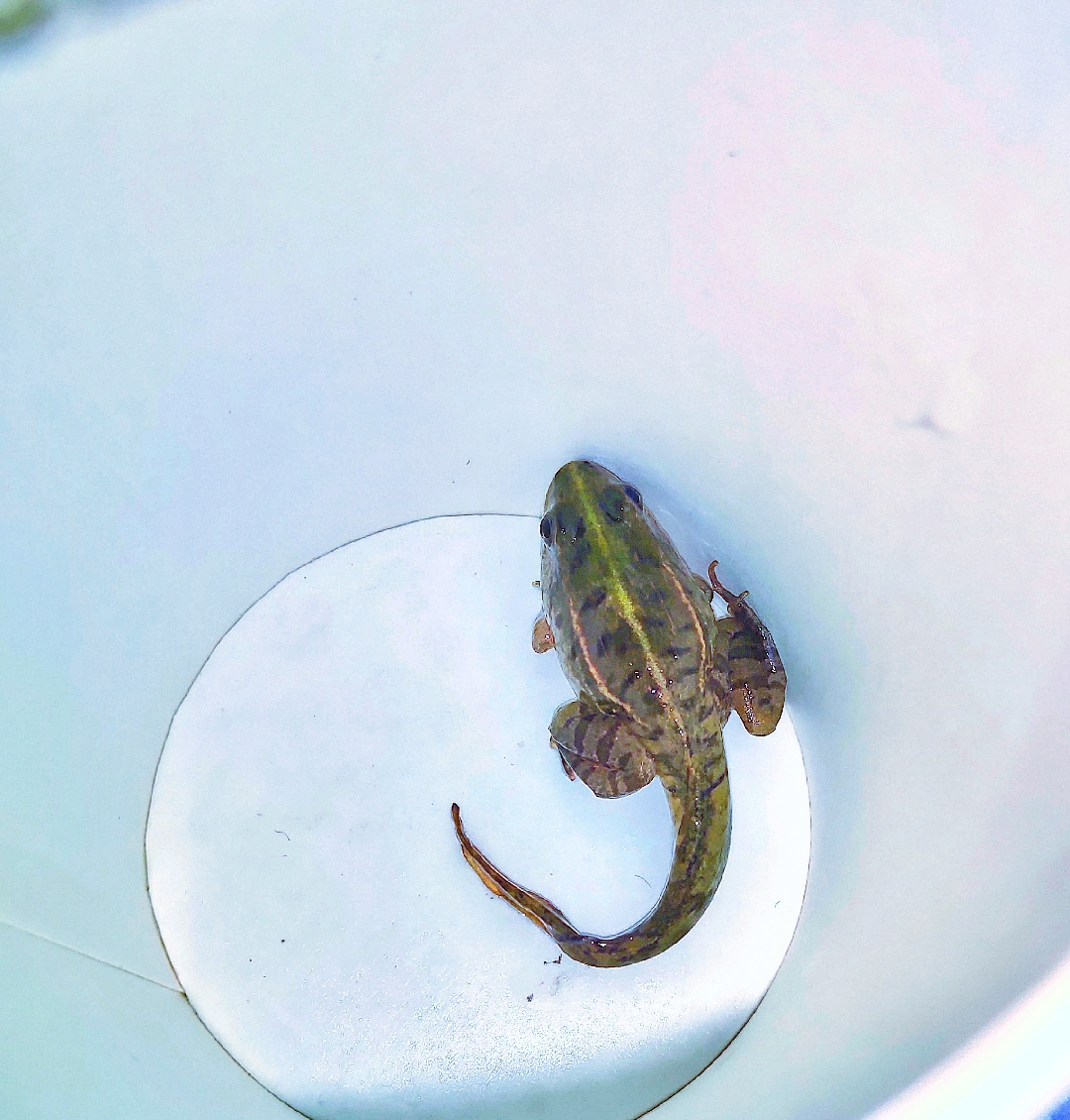 郑州##乌龟##萌宠游乐园# 小蝌蚪变小蛤蟆[嗑瓜子]