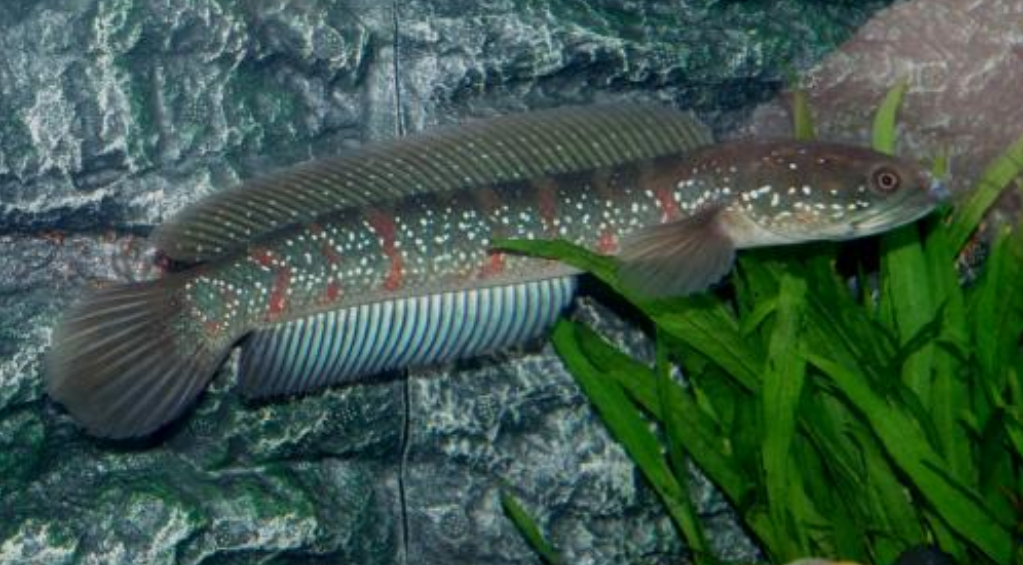 养鱼说 _ 哔哩哔哩相簿