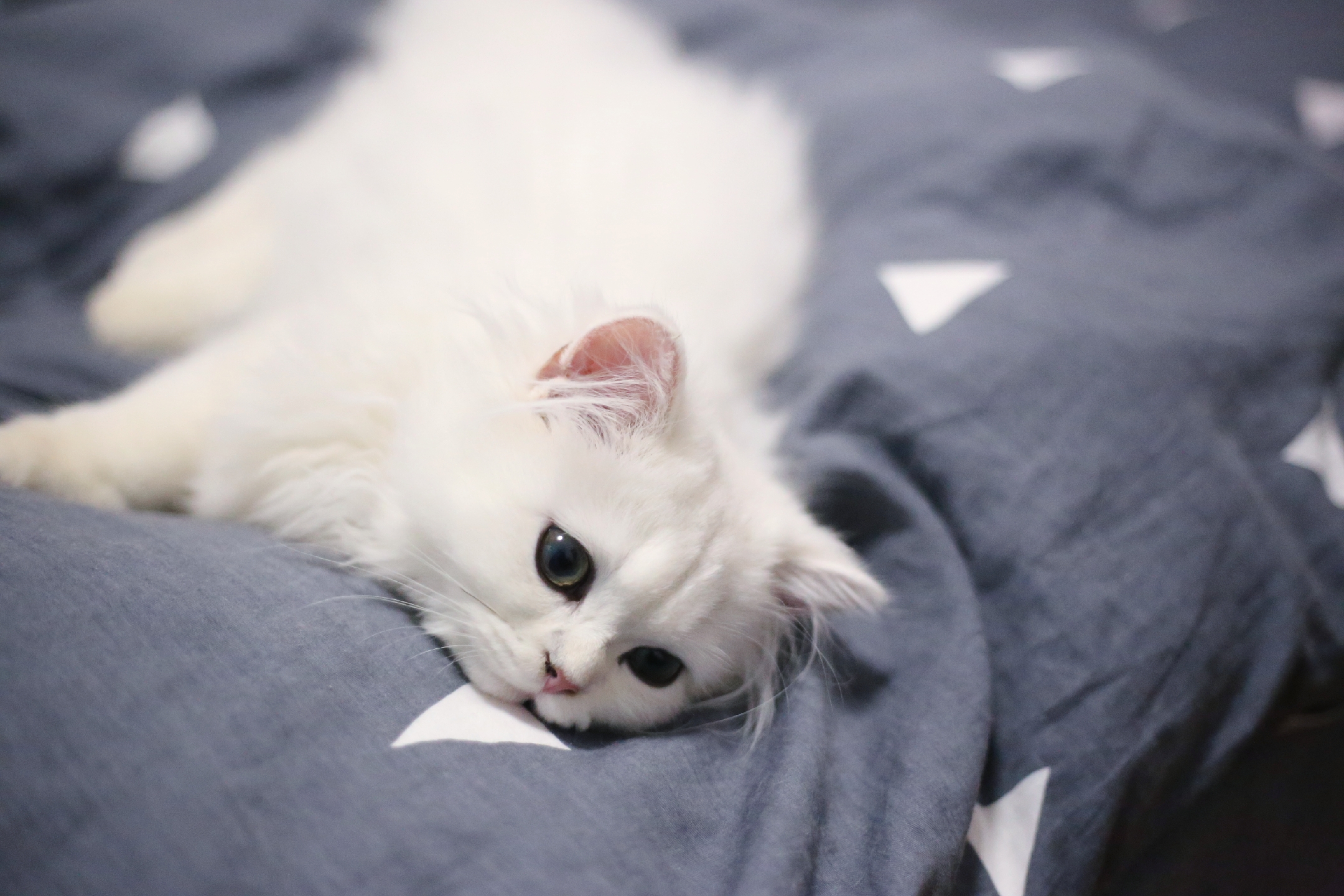 猫咪##猫##喵星人#艺术照和生活照的区别[doge]