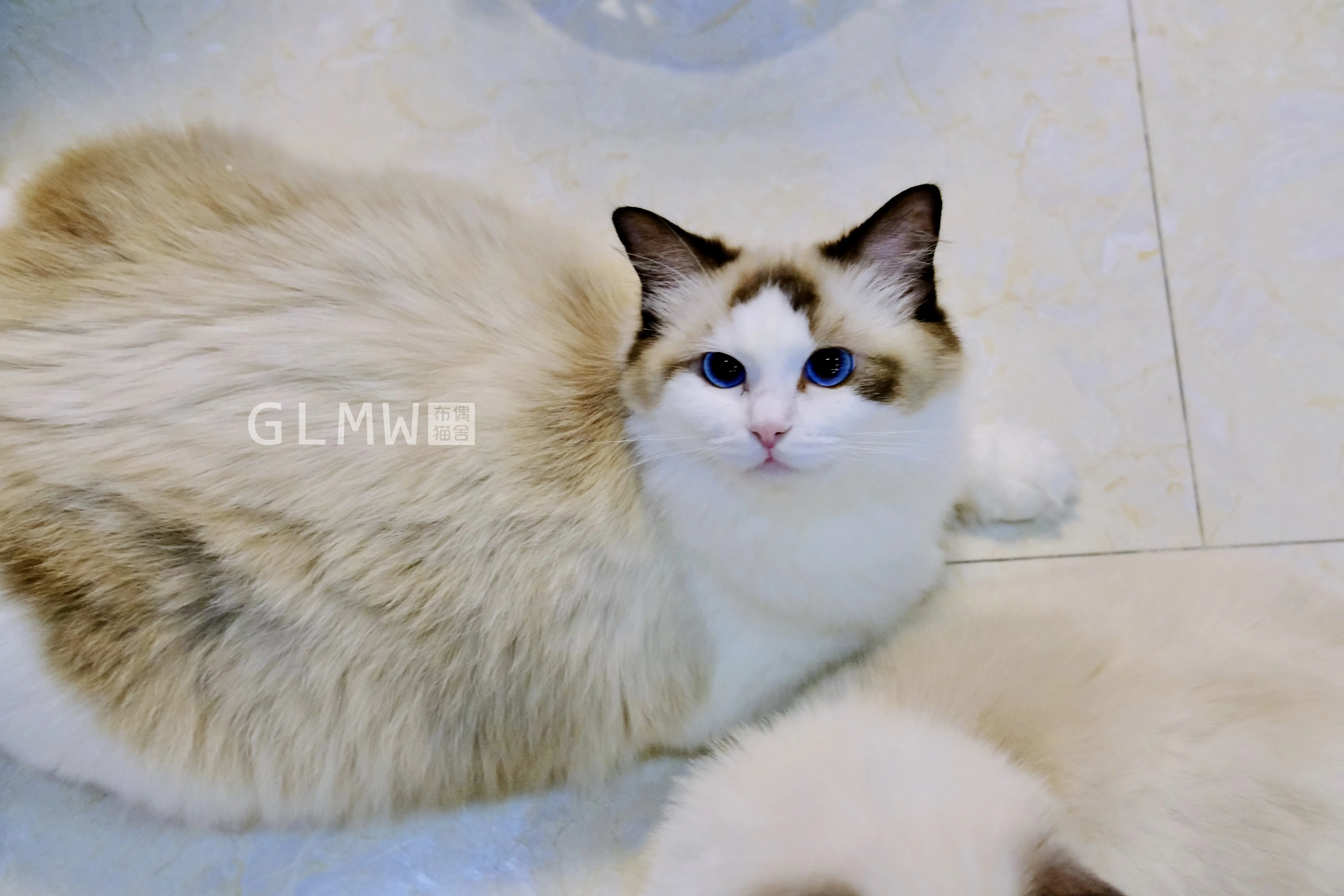 布偶猫妈妈最圆润的孕妇照 Glmw布偶猫舍 哔哩哔哩相簿