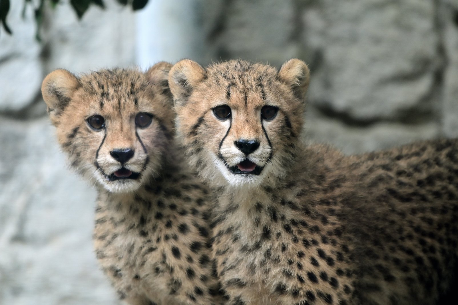 com/nanata35047722/status/1401814853266804740 #猎豹# #豹豹抱