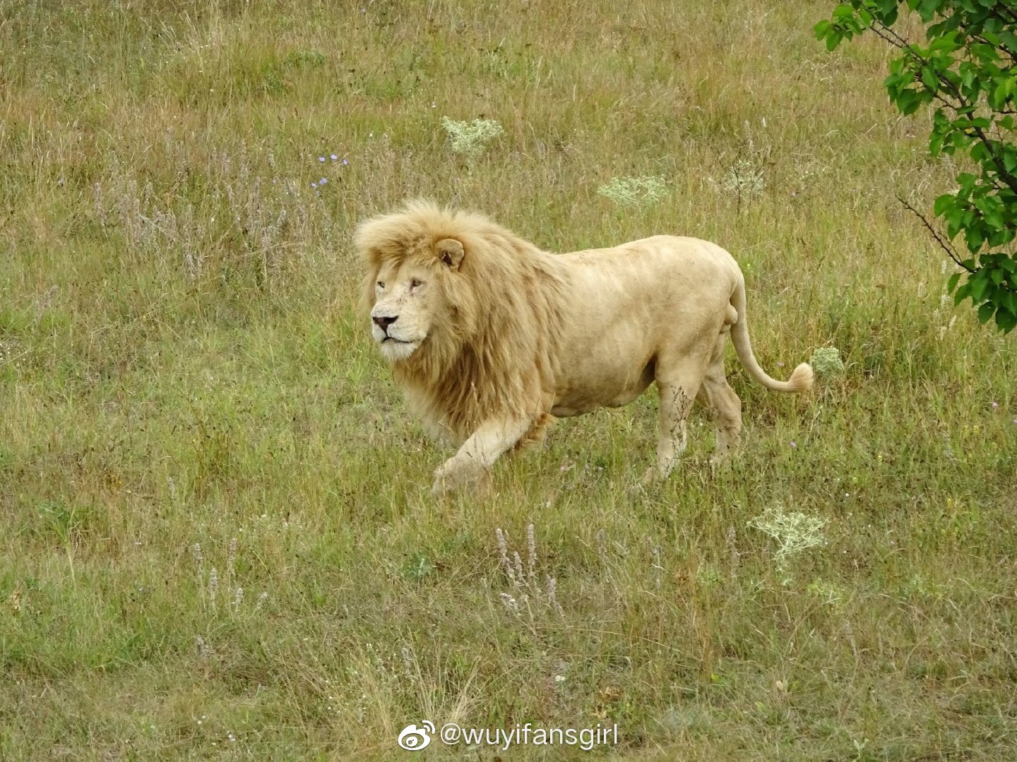 克里米亚野生动物园#奇魄是个大帅哥[给心心][给心心][给心心](图源