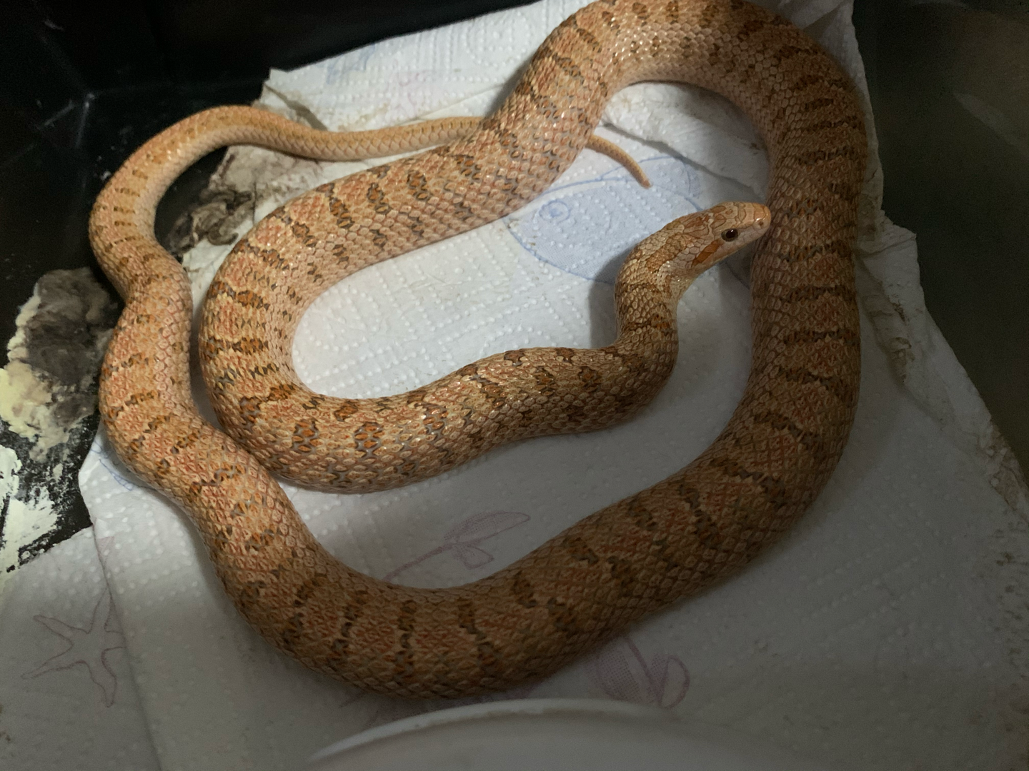 白条锦蛇.浏览:579收藏:0支持:20上传时间:2020-10-10 00:33:52