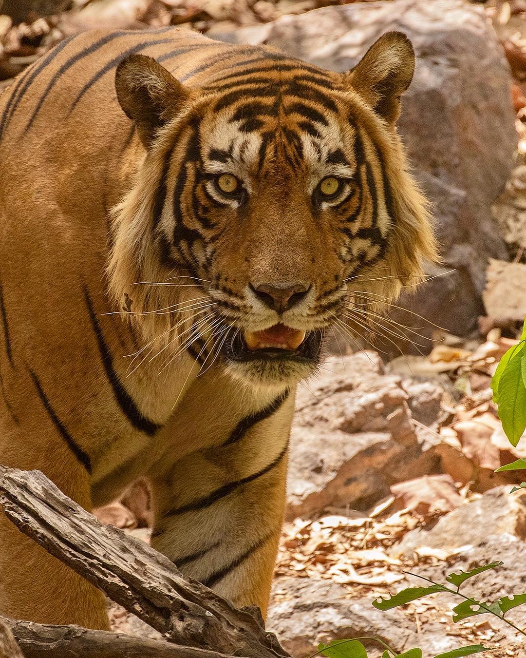 给你们送一些适合做壁纸的虎王图片!