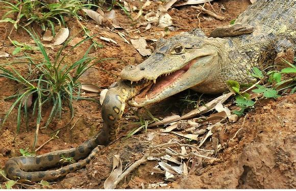 鳄鱼#凯门鳄捕杀森蚺浏览:460收藏:0支持:8上传时间:2020-10-28 18