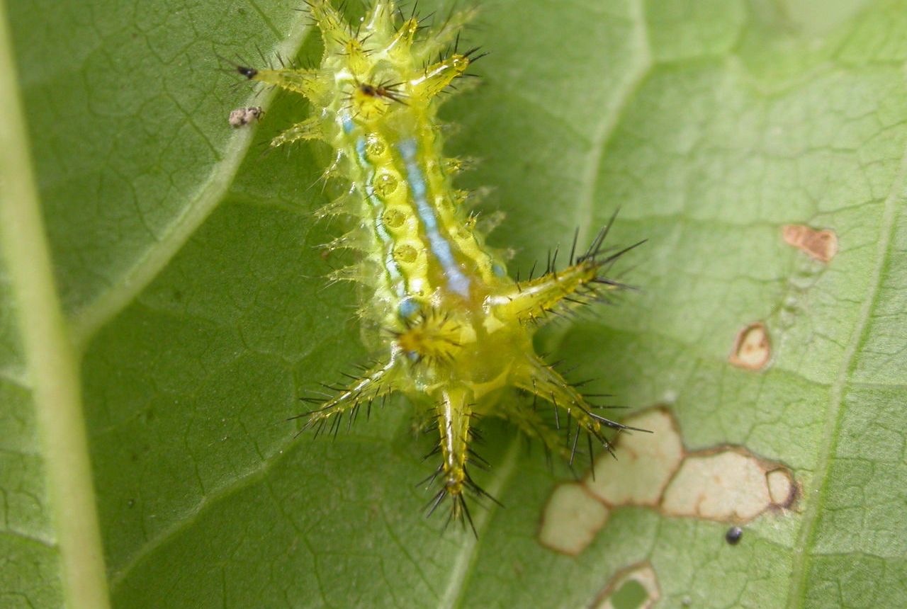 疼的不想要手指头了[大哭] 如果碰见青刺蛾(褐边绿刺蛾) 记得用辛硫磷