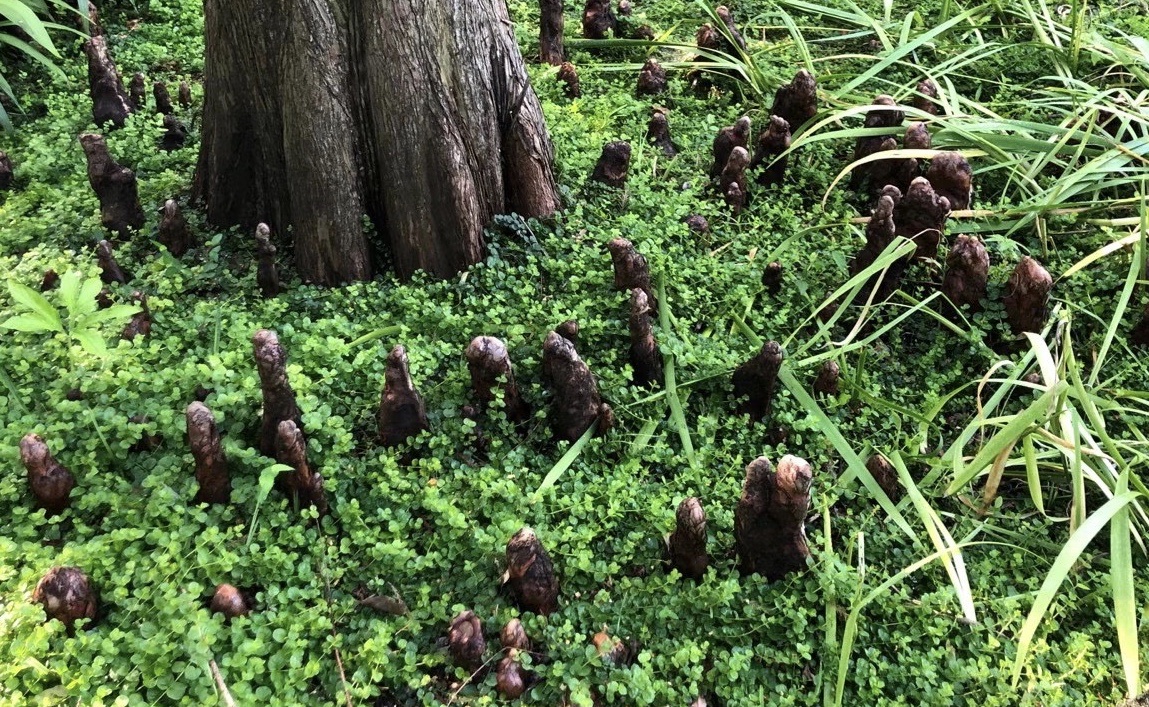 metasequoia glyptostroboides (水杉)的呼吸根,不是气生根是膝状根