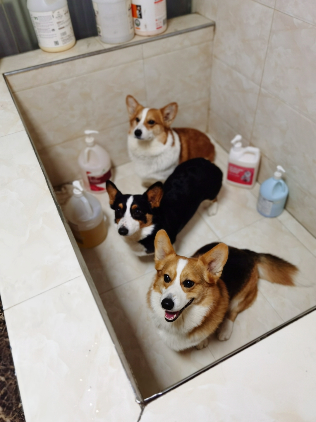 小短腿duby