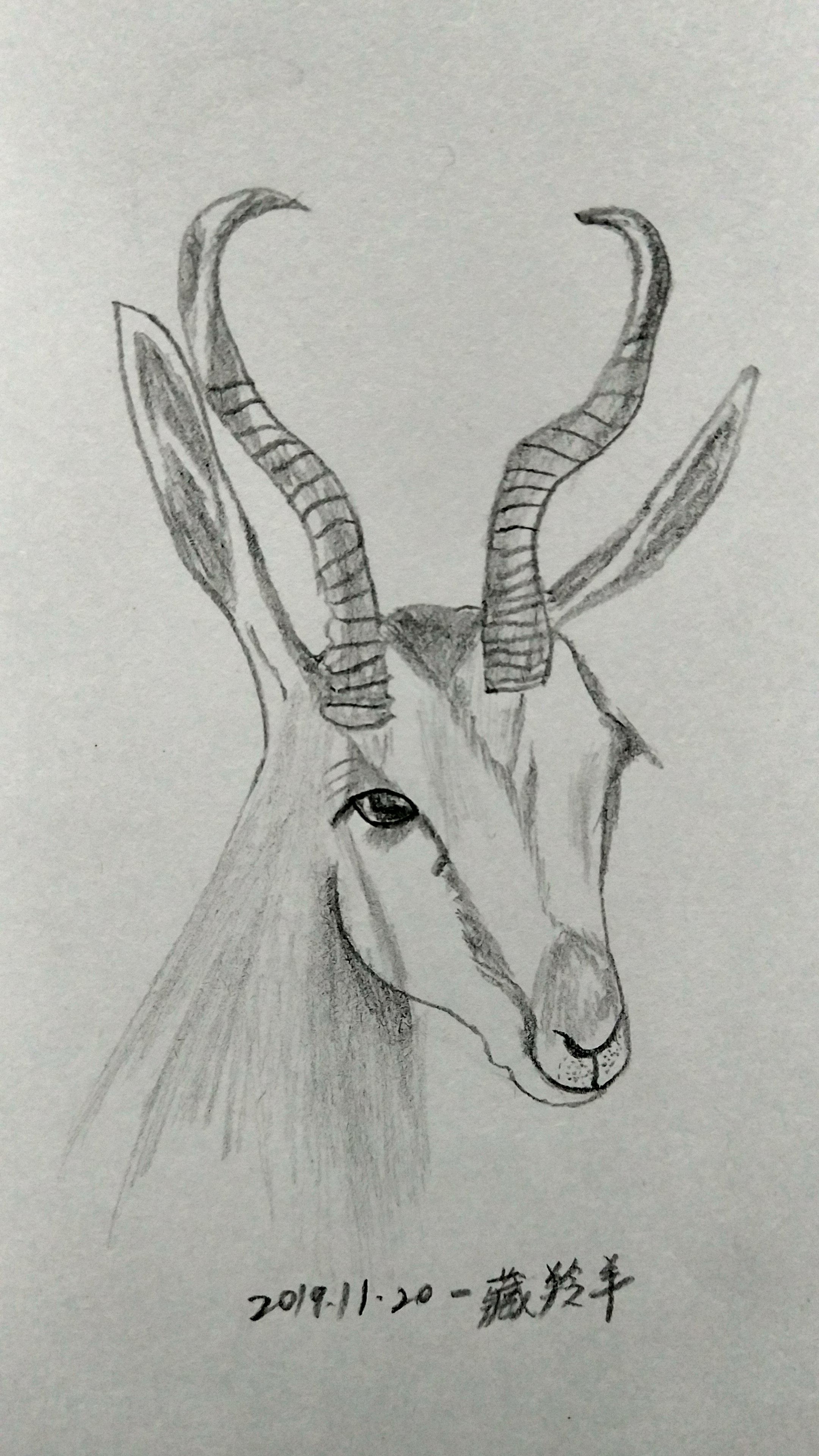 藏羚羊 _ 利建候 _ 哔哩哔哩相簿