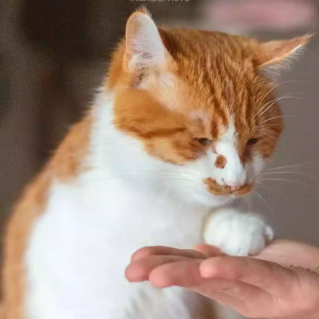 世界上没有奥特曼