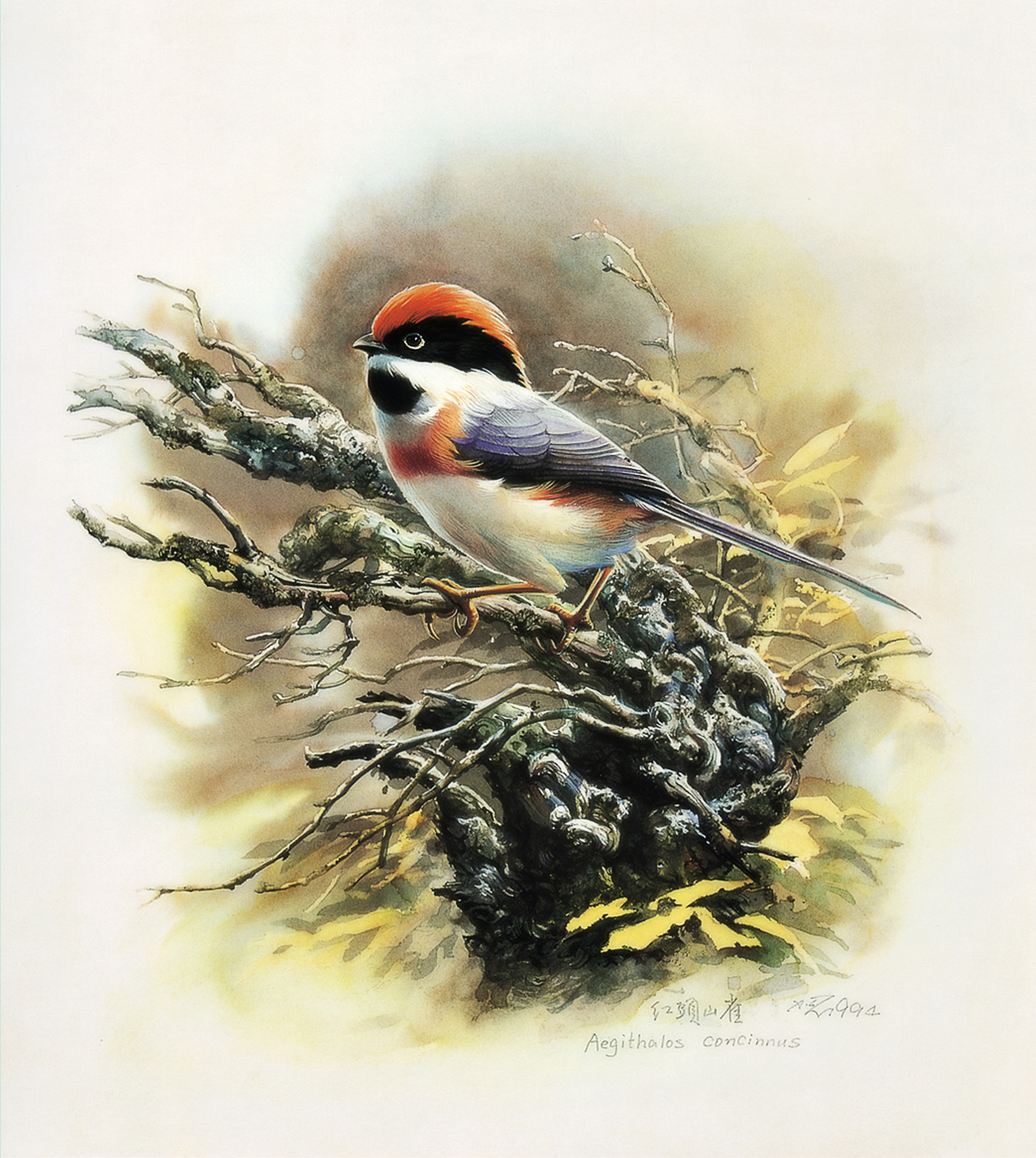 鸟3 _ longer828 _ 哔哩哔哩相簿