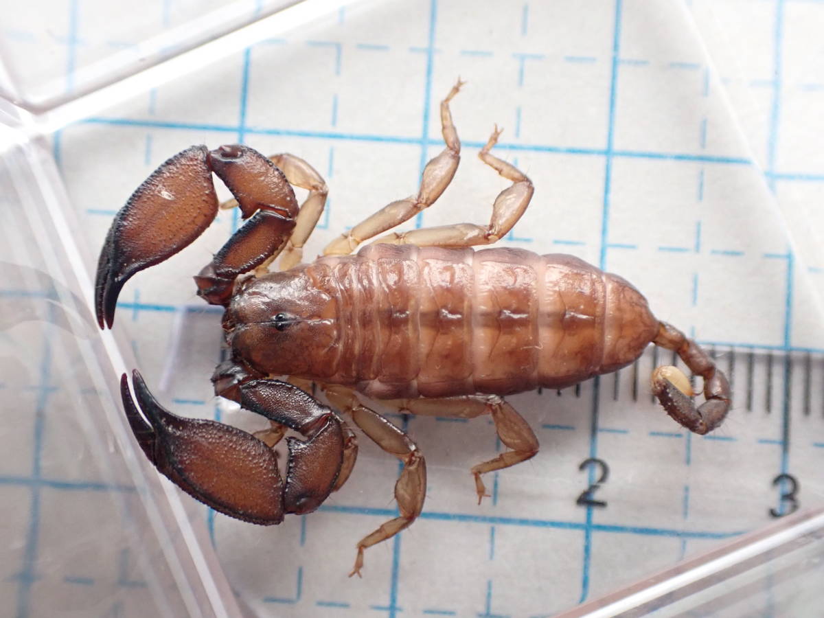 日本产的八重山蝎(南亚滑螯蝎)浏览:952收藏:0支持:31上传时间:2021