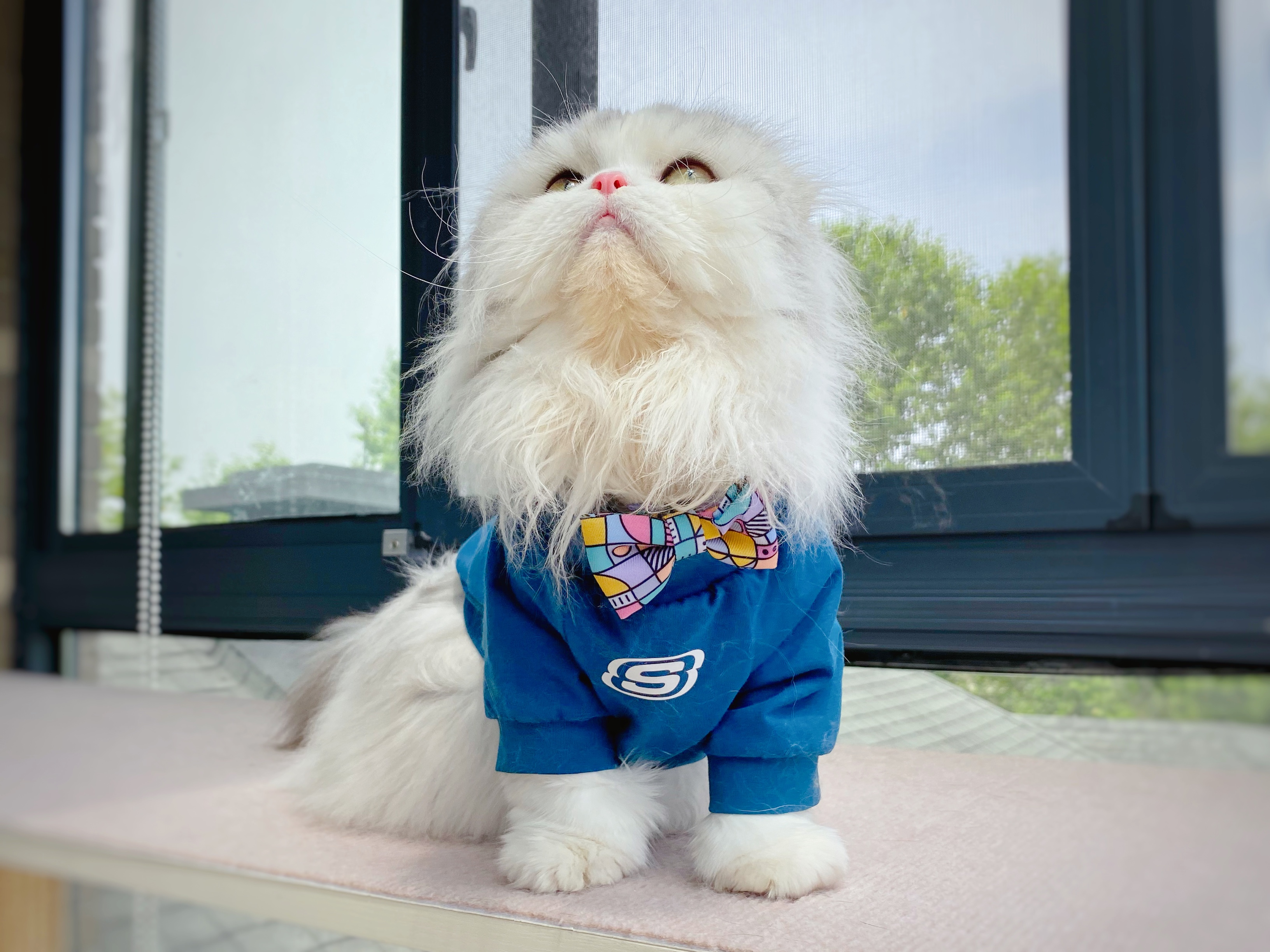 李喜猫 _ 哔哩哔哩相簿