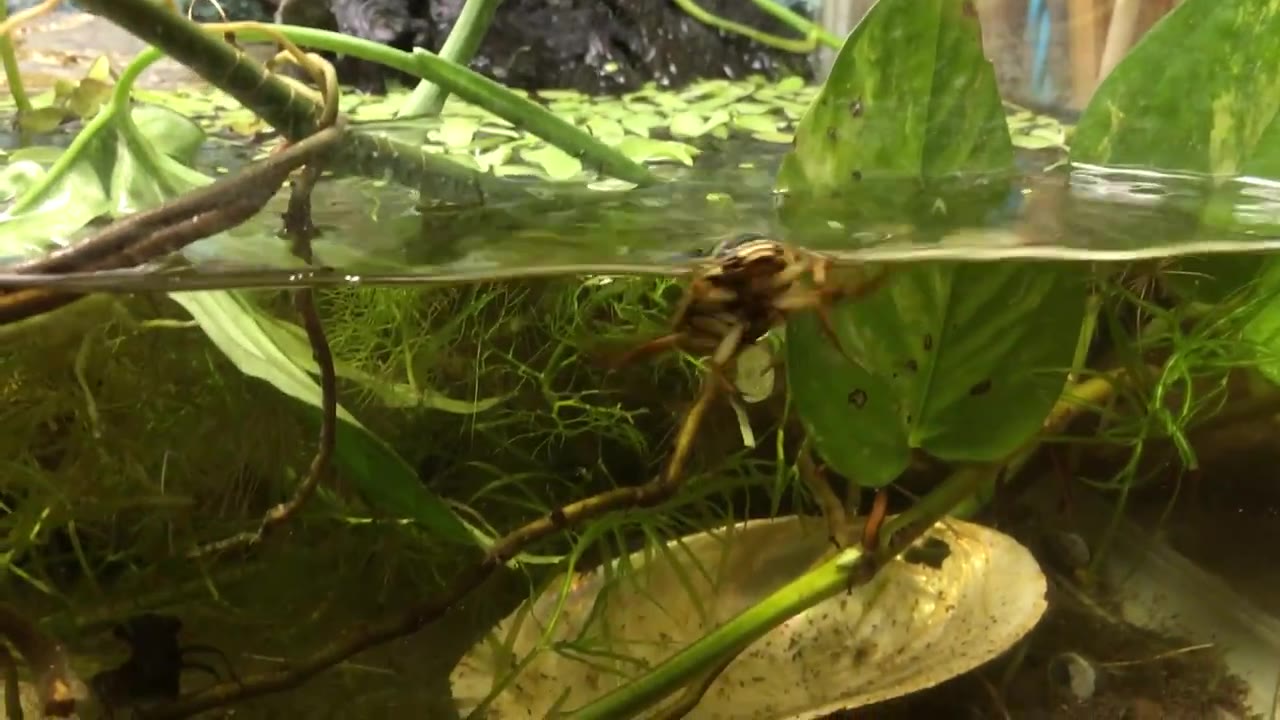 【youtube】龙虱和水虿一起捕食蝗虫_哔哩哔哩_bilibili