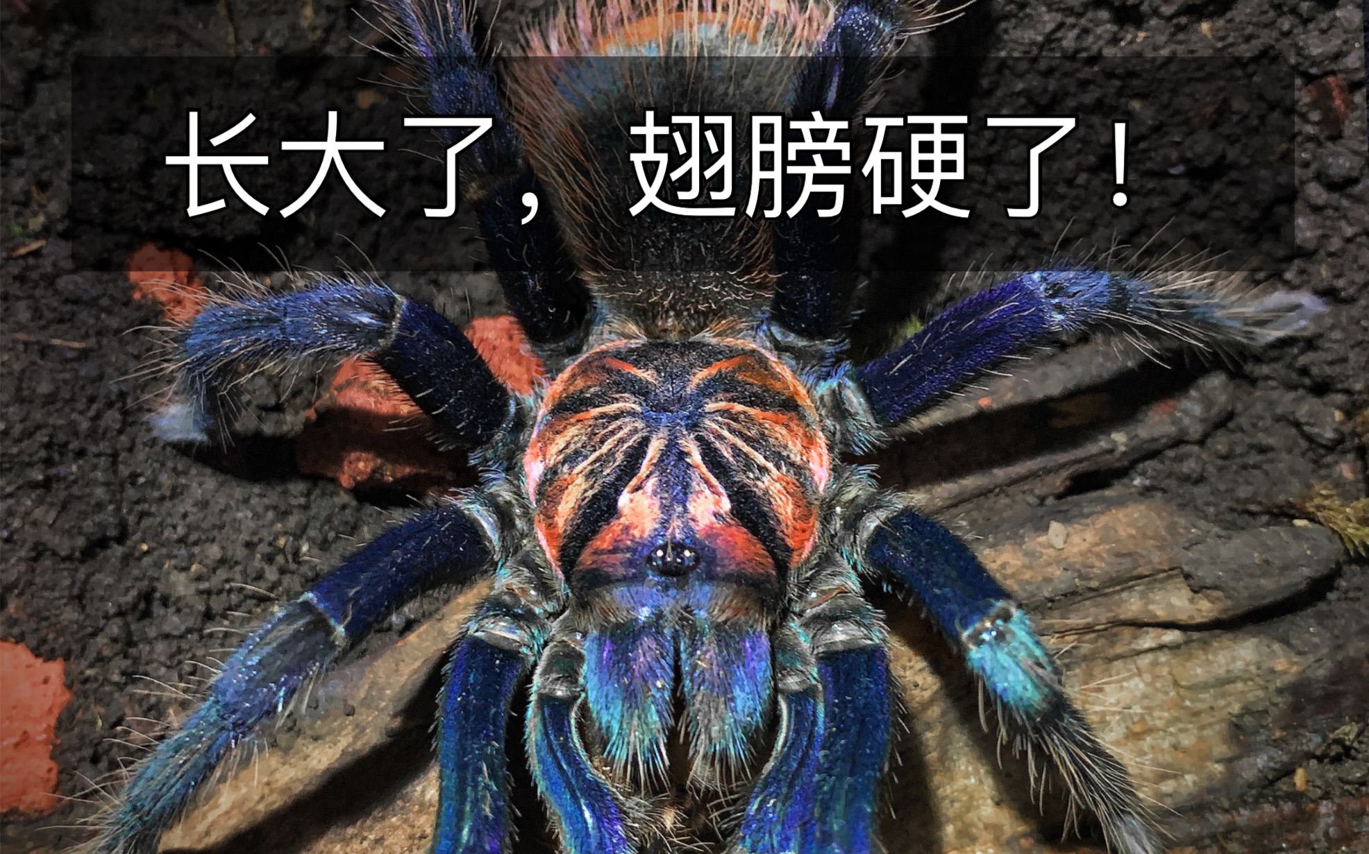 哥伦比亚梦幻蓝镭射,现在长大了,翅膀硬了