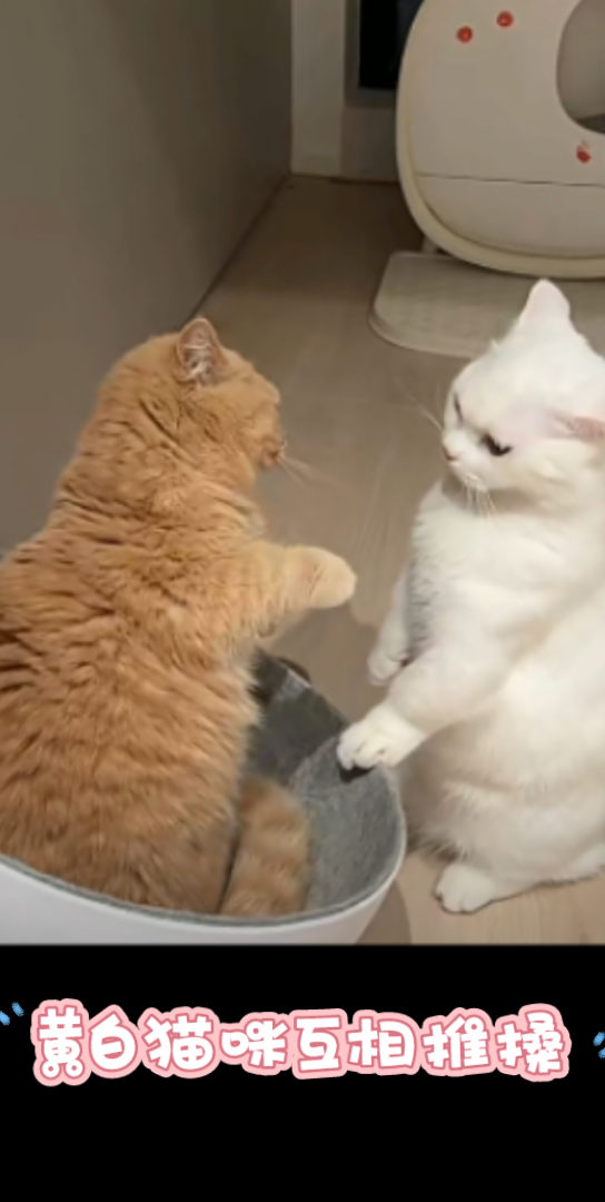 活动作品互相推搡是你俩的新式按摩手法吗