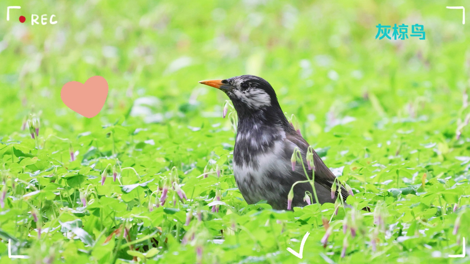 我们看到的椋鸟