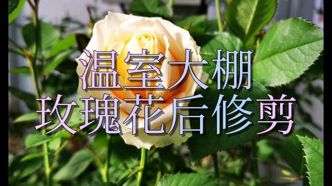温室大棚玫瑰花后修剪 哔哩哔哩 Bilibili 温室大棚玫瑰花后修剪 哔哩哔哩 Bilibili