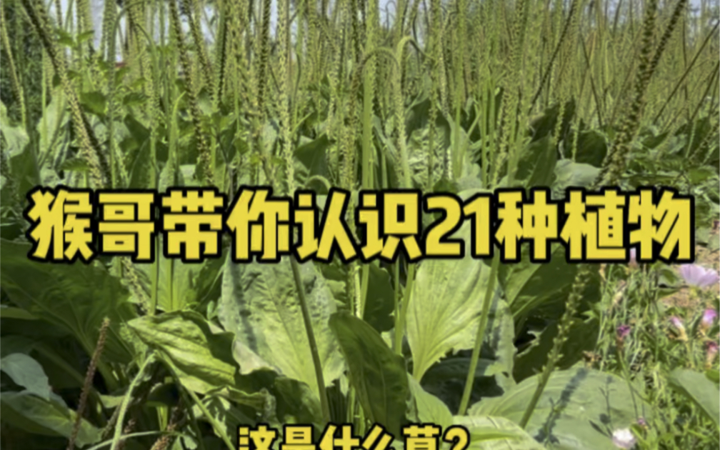 猴哥带你认识21种植物哔哩哔哩bilibili