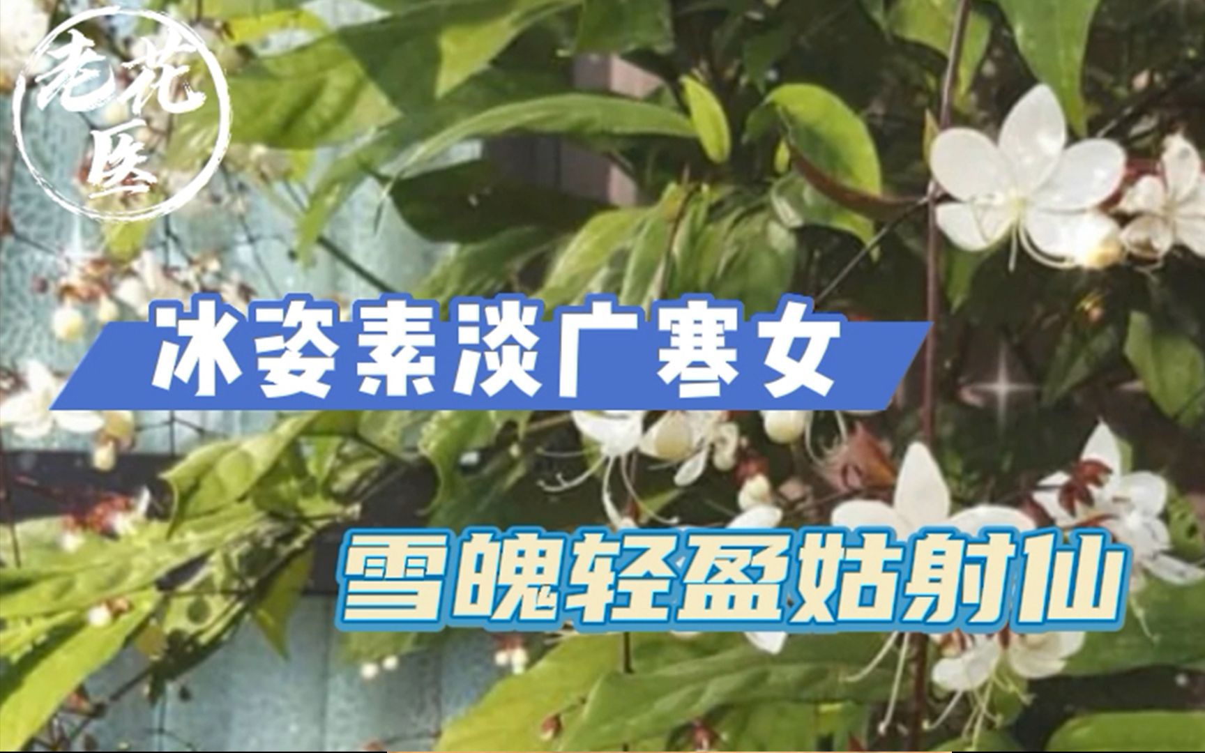 [图]冰姿素淡广寒女，雪魄轻盈姑射仙。茉莉花养护教学！