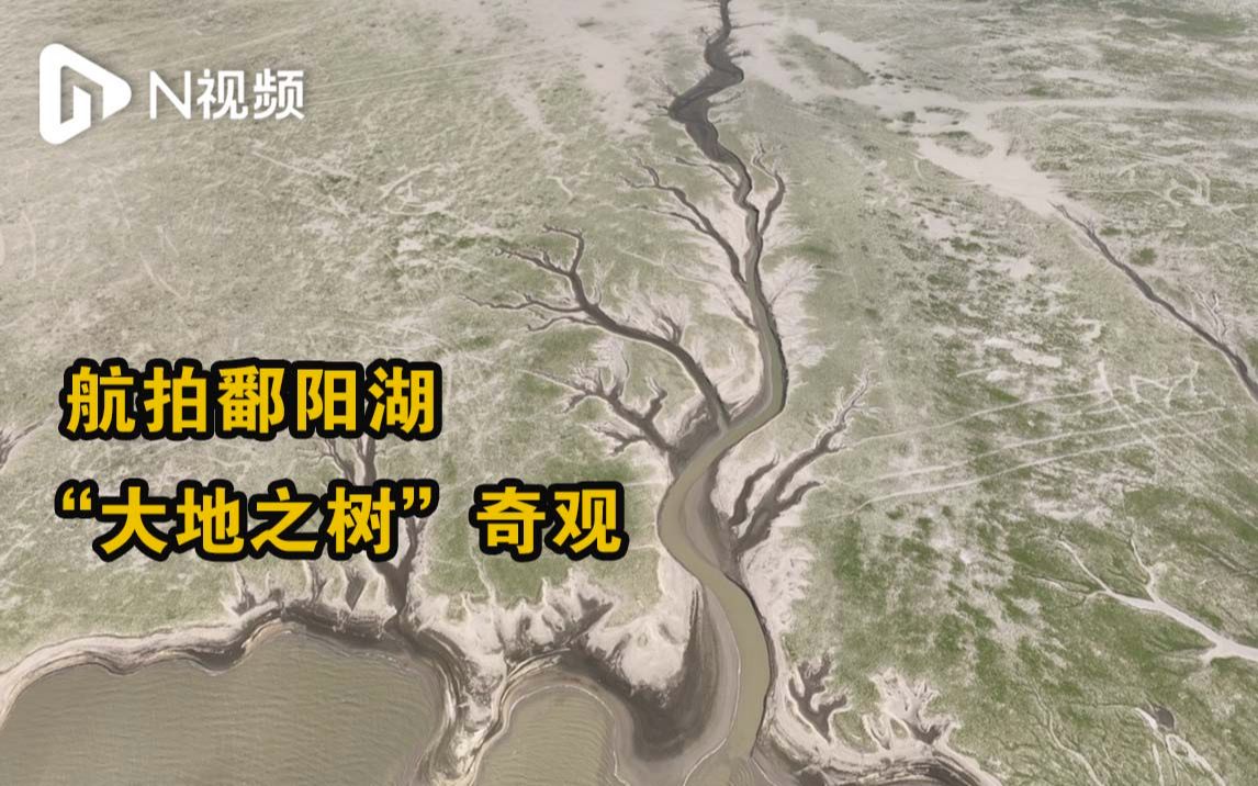 航拍鄱阳湖“大地之树”奇观,持续高温水体面积减少约66%哔哩哔哩bilibili