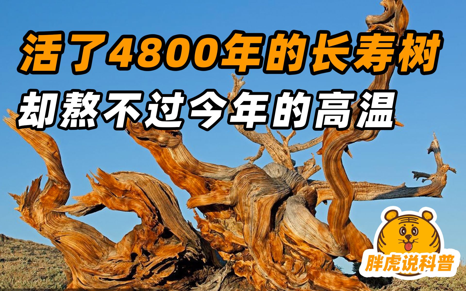 地球上最长寿的树或将死去!挺过了4800年,竟熬不过今年的高温哔哩哔哩bilibili