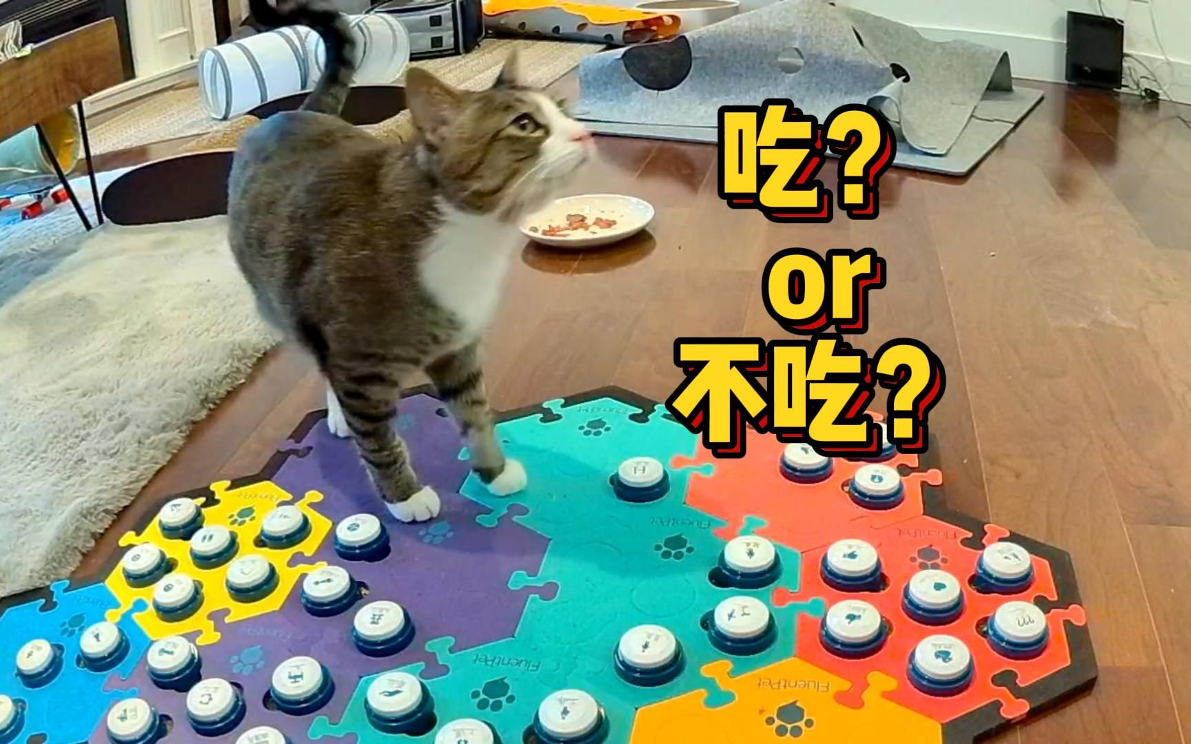 猫埋剩饭到底是想干什么?我可能有了一个重大发现!哔哩哔哩bilibili