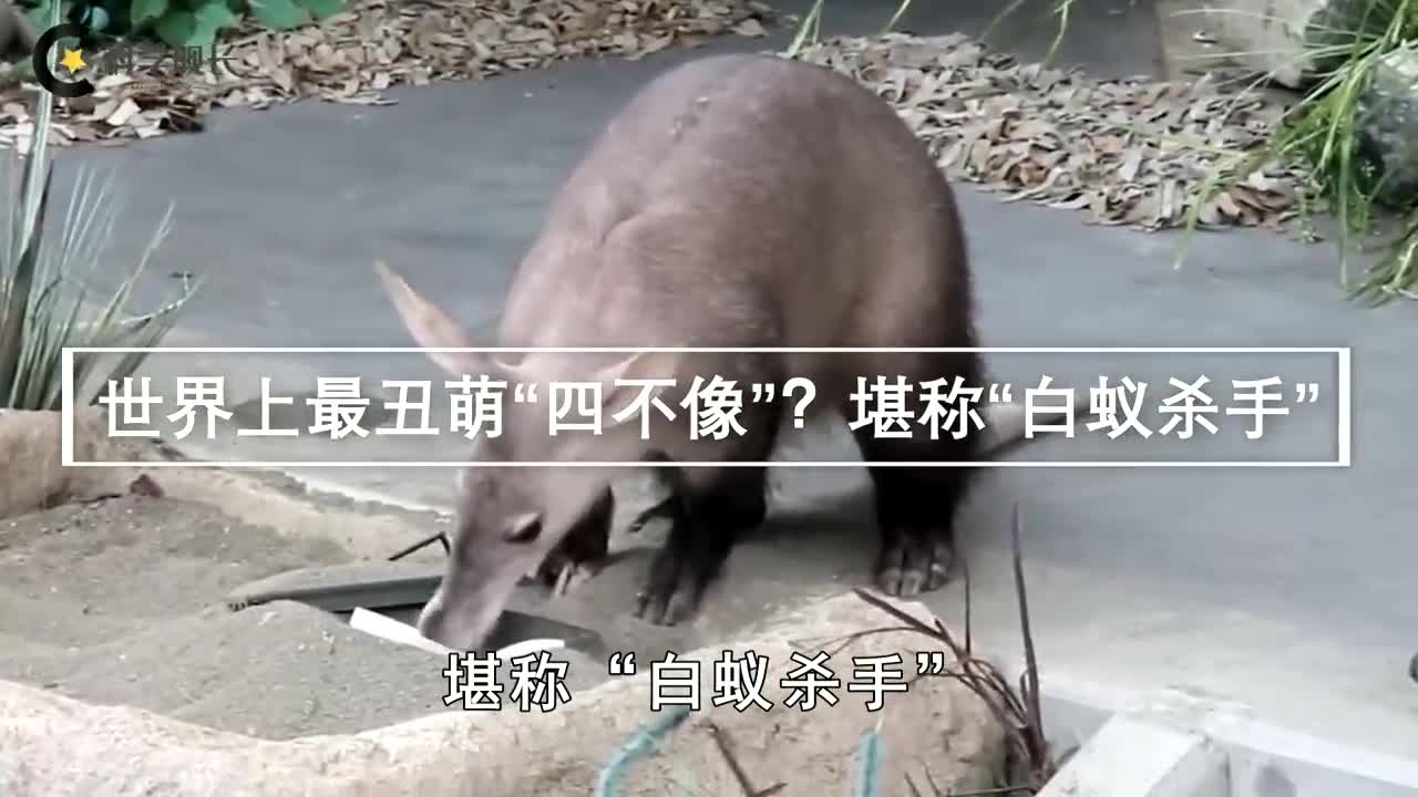 猪鼻子兔耳朵的动物图片