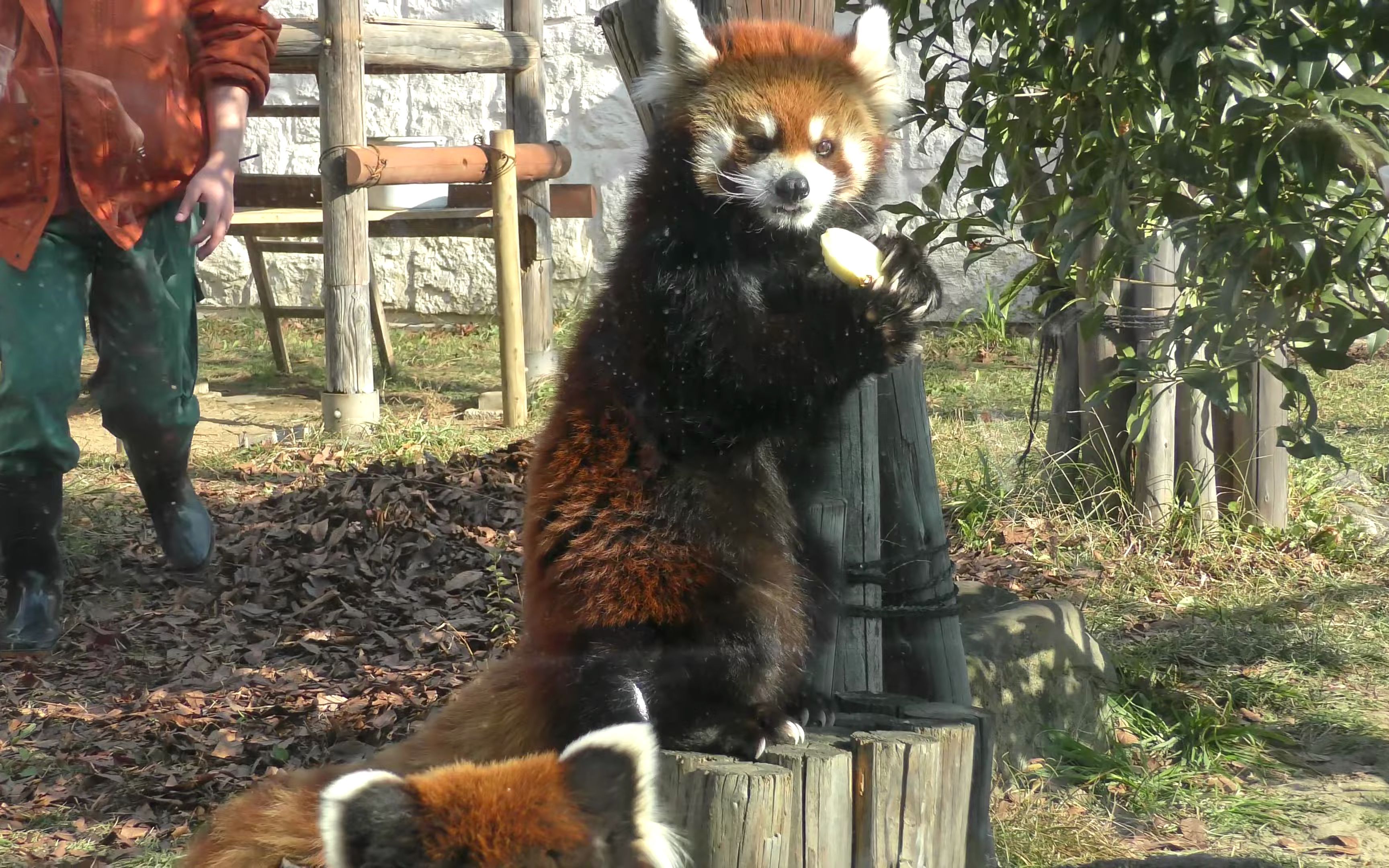 天王寺动物园 美美吃苹果的小熊猫