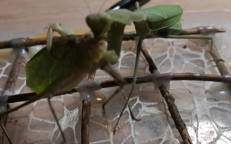 8.1绿巨螳螂捕食纺织娘