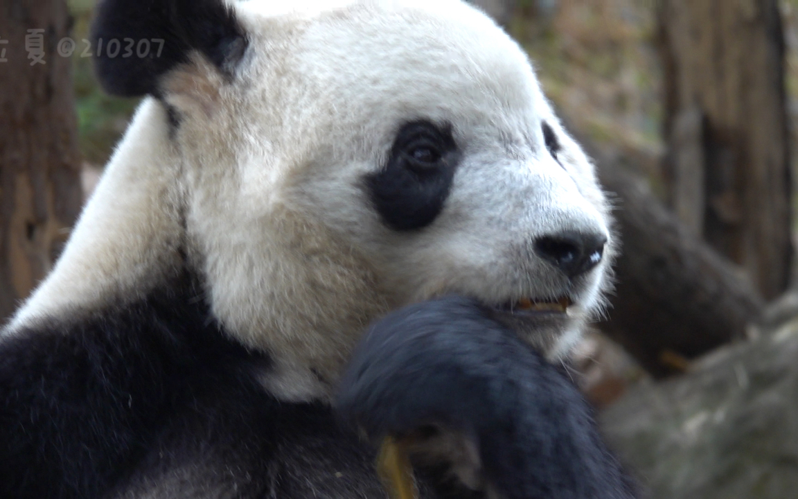 大阿福熊猫图片