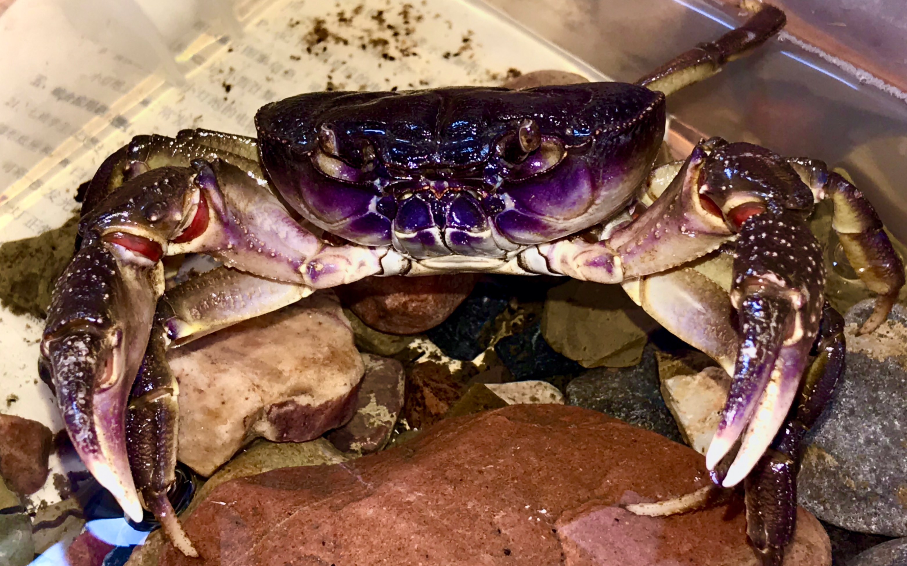 给景洪印支溪蟹喂冻泥鳅(摸)