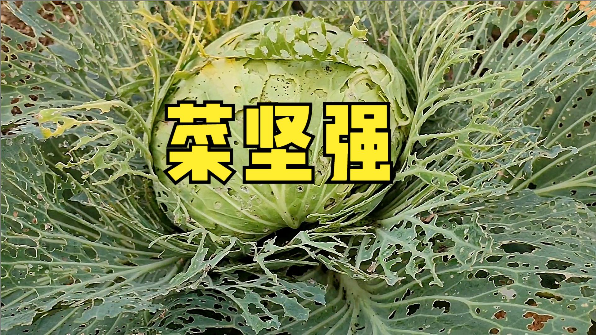 包菜(卷心菜)与虫赛跑70天,两支牙签帮大忙,有机蔬菜真不易哔哩哔哩bilibili