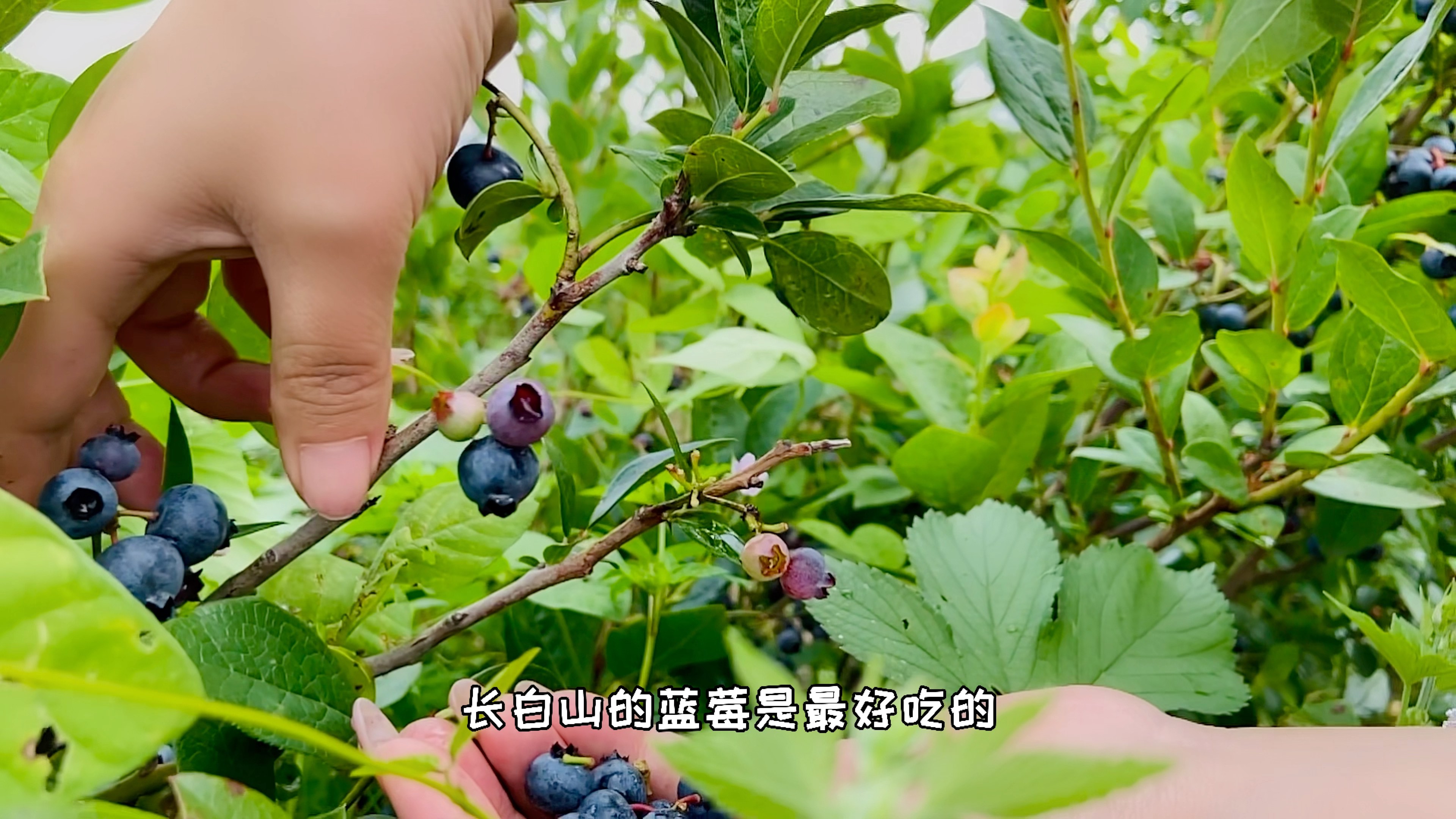 长白山下蓝莓采摘