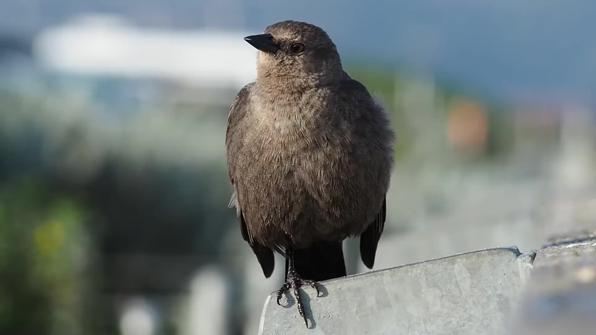 加利福尼亚州旧金山的一只健谈的布鲁尔黑鸟