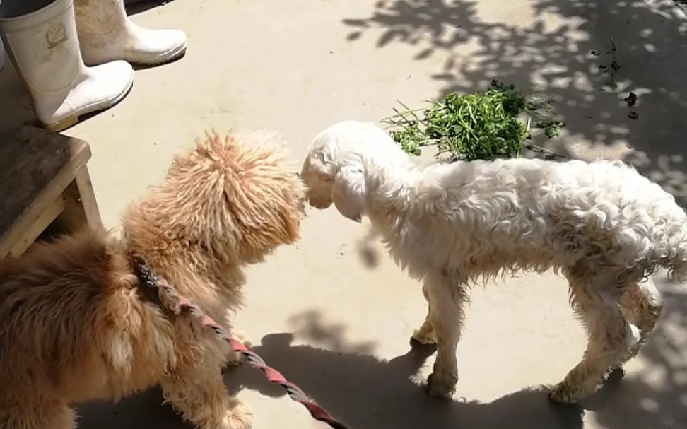 小羊和狗子居然在一起做这种事.