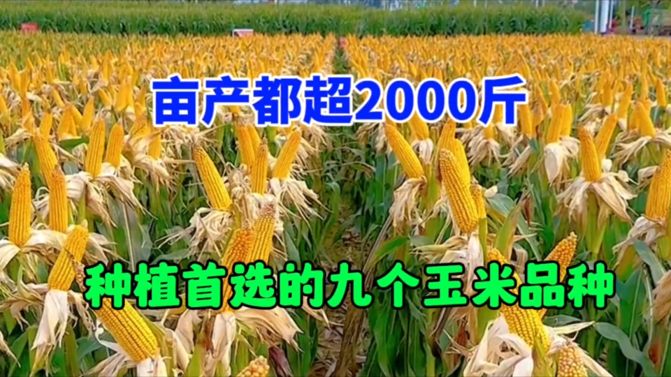 2023年九大高產玉米品種!畝產都高達2000斤,明年趕快種上去