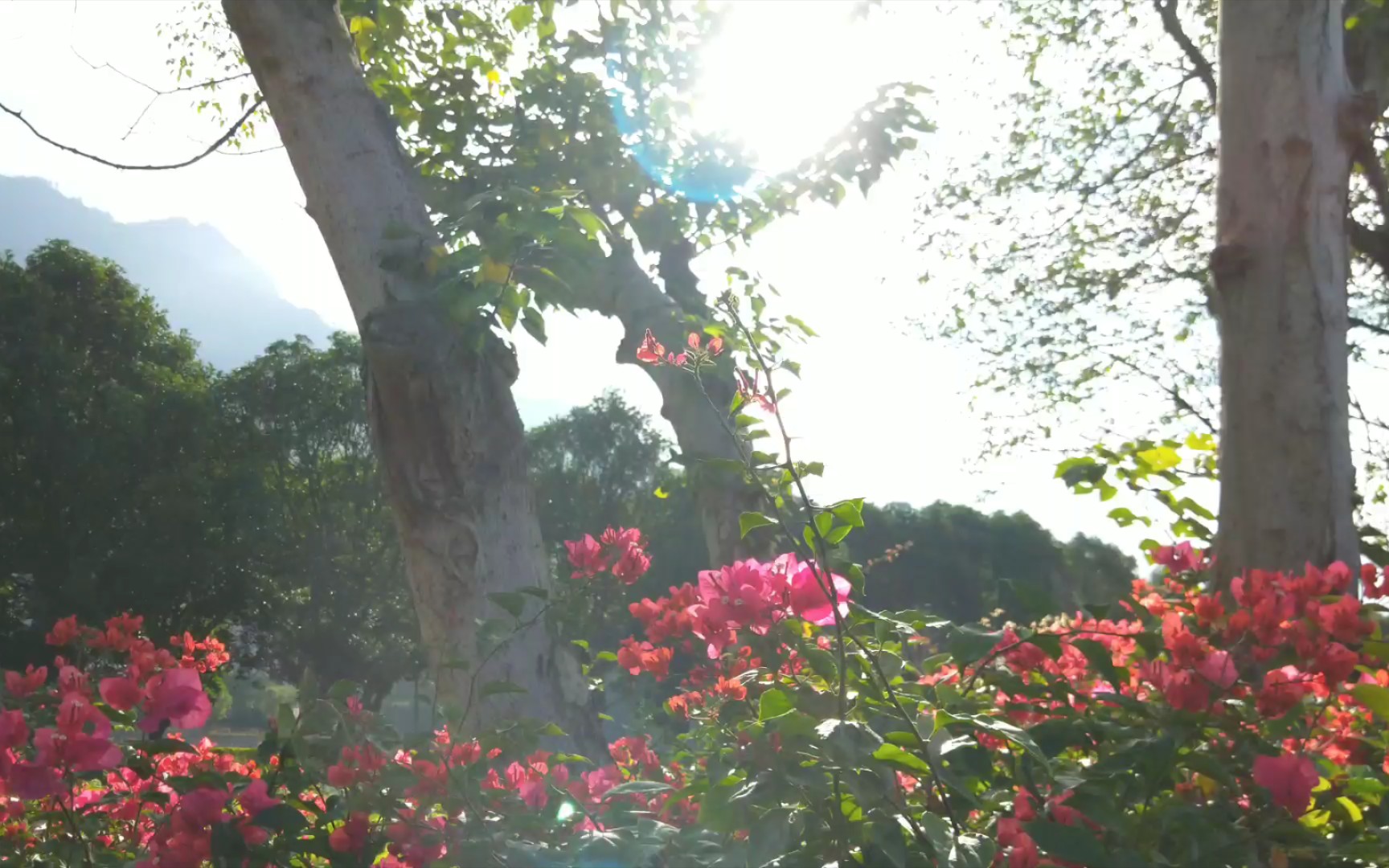 [图]【群花荟萃】集合了四个季节的花，看看不同时节的美