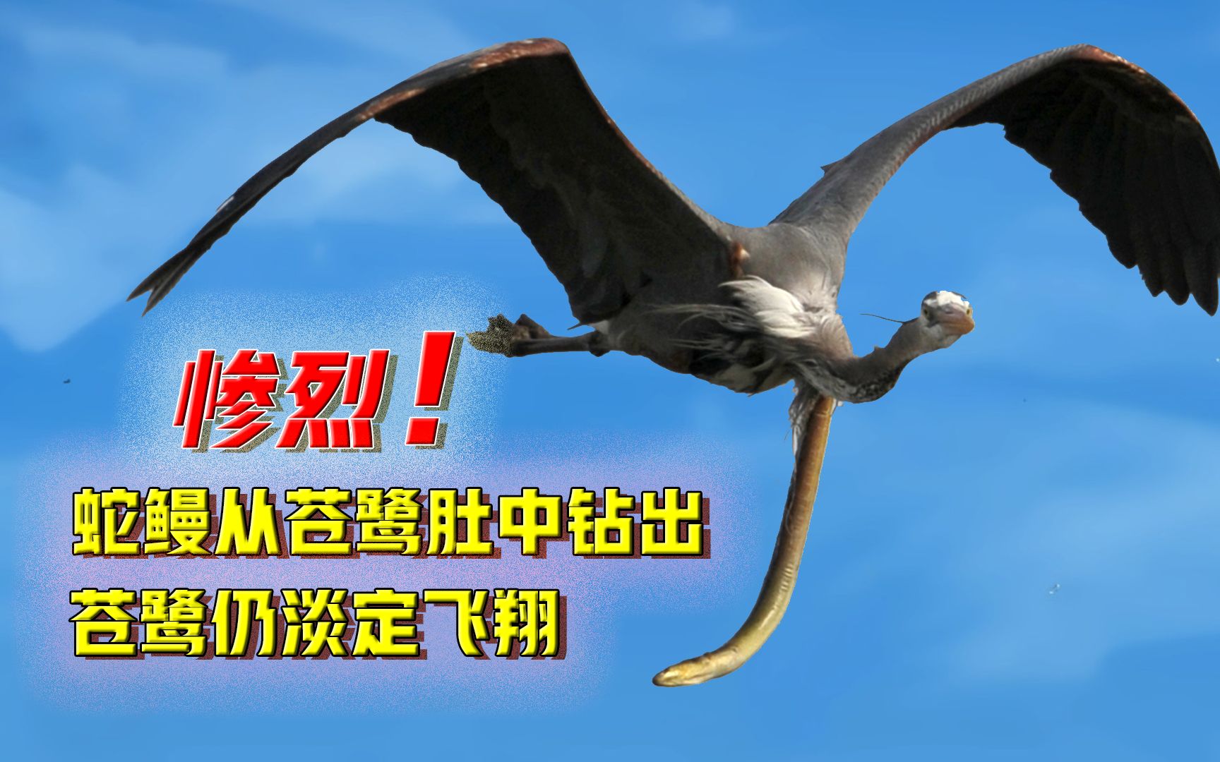 惨烈!蛇鳗从苍鹭肚中钻出,苍鹭仍淡定飞翔,最后怎样了?