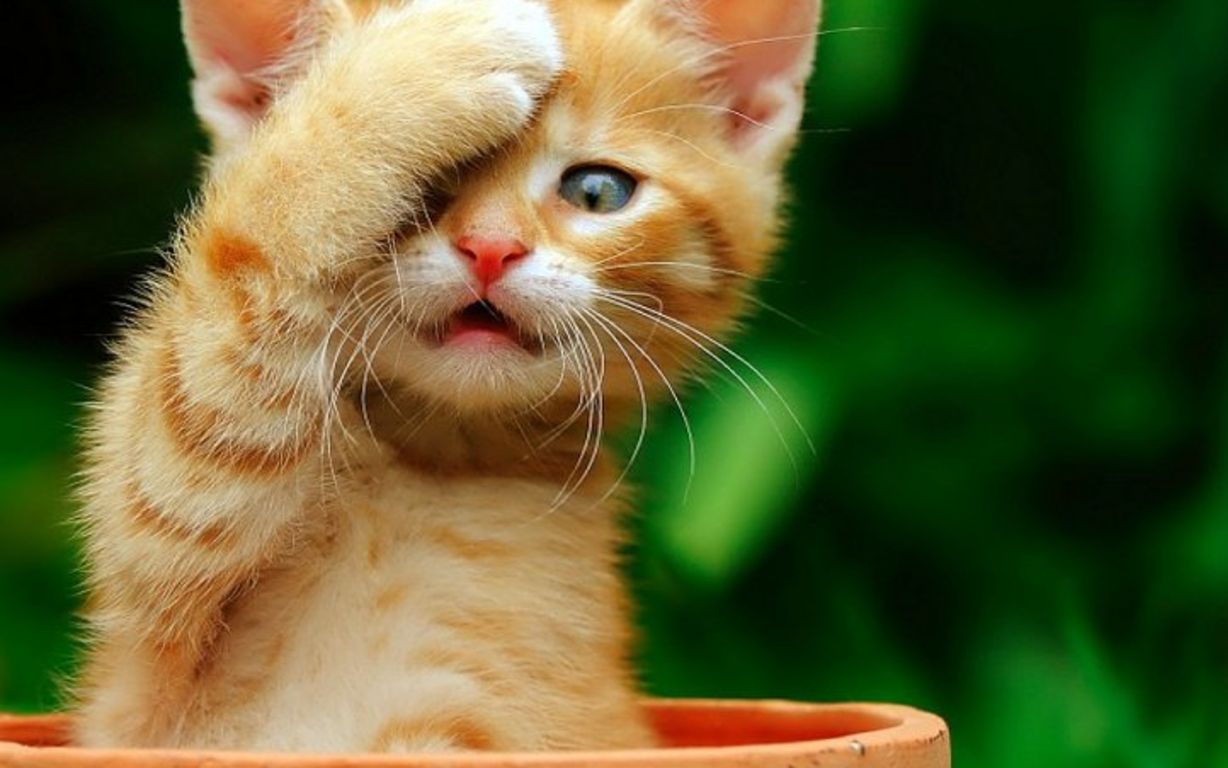 第十期,可爱又傻乎乎的小猫咪超治愈